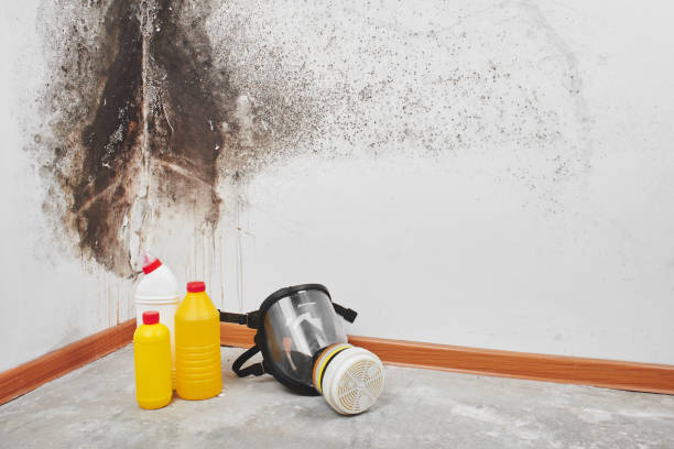 Best Mold Damage Repair  in Grayling, MI