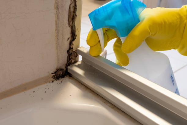 Certified Mold Removal in Grayling, MI