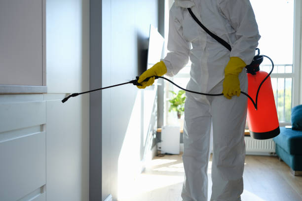 Best Black Mold Removal  in Grayling, MI