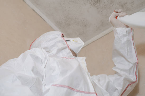 Best Home Mold Removal  in Grayling, MI