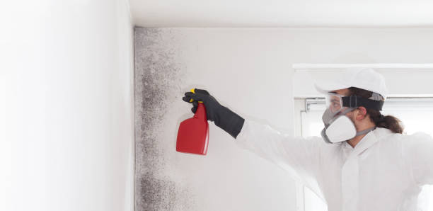 Best Residential Mold Removal  in Grayling, MI