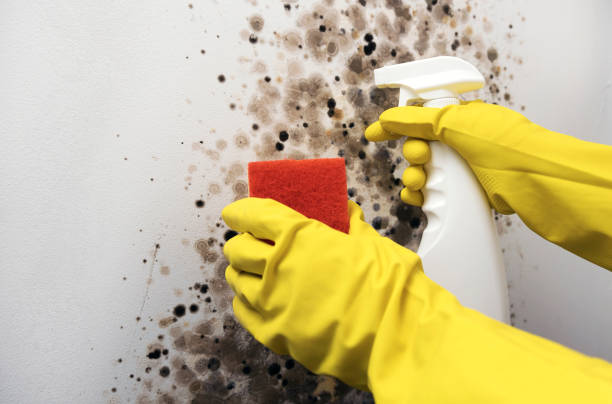 Best Best Mold Removal Companies  in Grayling, MI