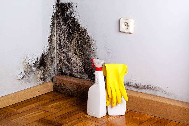Best Mold Testing  in Grayling, MI